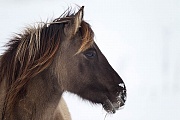 Seitenansicht einer Konikstute im Winter - (Waldtarpan - Rueckzuechtung), Equus ferus caballus, Profile from Heck Horse mare in winter - (Tarpan - breed back)