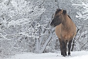 Konikhengst steht entspannt auf einer Sumpfwiese - (Waldtarpan - Rueckzuechtung), Equus ferus caballus, Heck Horse stallion stand relaxed on a marshy meadow - (Tarpan - breed back)