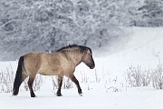 Konikhengst auf einer verschneiten Wiese - (Waldtarpan - Rueckzuechtung), Equus ferus caballus, Heck Horse stallion on a snowy covered meadow - (Tarpan - breed back)