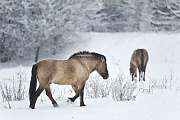 Konikhengst und Stute im Winter - (Waldtarpan - Rueckzuechtung), Equus ferus caballus, Heck Horse stallion and mare in winter - (Tarpan - breed back)