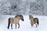 Konikhengst und Stute suchen Nahrung auf einer verschneiten Wiese - (Waldtarpan - Rueckzuechtung), Equus ferus caballus, Heck Horse stallion and mare foraging on a snowy covered meadow - (Tarpan - breed back)