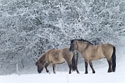 Konikhengst und Stute suchen Nahrung auf einer verschneiten Wiese - (Waldtarpan - Rueckzuechtung), Equus ferus caballus, Heck Horse stallion and mare foraging on a snowy covered meadow - (Tarpan - breed back)