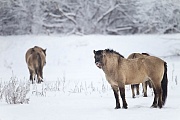 Konikhengst steht wiehernd vor Stuten auf einer verschneiten Wiese - (Waldtarpan - Rueckzuechtung), Equus ferus caballus, Heck Horse stallion whinny in front of mares on a snowy covered meadow - (Tarpan - breed back)