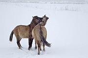 Konikstuten beim spielerischen Kampf um die Rangordnung - (Waldtarpan - Rueckzuechtung), Equus ferus caballus - Equus ferus ferus, Heck Horse mares fight playfully about the ranking - (Tarpan - breed back)