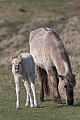 Konikfohlen steht wiehernd neben der Stute - (Waldtarpan - Rueckzuechtung), Equus ferus caballus - Equus ferus ferus, Heck Horse foal stand whinnying near the mare - (Tarpan - breed back)