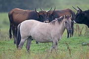 Konikhengst steht vor einer Gruppe Heckrinder, Equus ferus caballus - Bos taurus, Heck Horse stallion stand in front of a group Heck Cattle