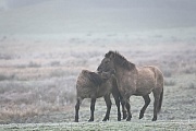Konikhengste kaempfen spielerisch um die Rangordnung - (Waldtarpan - Rueckzuechtung), Equus ferus caballus - Equus ferus ferus, Heck Horse stallions playfully fighting about the ranking - (Tarpan - breed back)