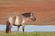 Konikhengst steht auf einer Salzgraswiese mit herbstlich verfaerbtem Queller im Hintergrund, Equus ferus caballus, Heck Horse stallion stand in a salt meadow with glassworts in autumnal colours in the back