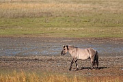 Konikhengst wechselt ueber eine Salzgraswiese - (Waldtarpan - Rueckzuechtung), Equus ferus caballus, Heck Horse stallion cross a salt meadow - (Tarpan - breed back)