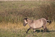 Konikstute waelzt sich im Gras - (Waldtarpan - Rueckzuechtung), Equus ferus caballus - Equus ferus ferus, Heck Horse mare wallows in grass - (Tarpan - breed back)