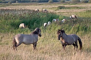 Auseinandersetzung zwischen zwei Leithengsten - (Waldtarpan - Rueckzuechtung), Equus ferus caballus, Contest between two lead stallions - (Tarpan - breed back)