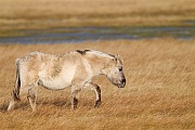 Konikfohlen ueberquert eine Salzgraswiese - (Waldtarpan - Rueckzuechtung), Equus ferus caballus - Equus ferus ferus, Heck Horse foal cross a salt meadow - (Tarpan - breed back)