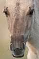 Detaailaufnahme eines Konikfohlen - (Waldtarpan - Rueckzuechtung), Equus ferus caballus - Equus ferus ferus, Detailed view of a Heck Horse foal - (Tarpan - breed back)
