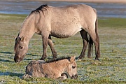 Konikfohlen ruht nahe der grasenden Stute - (Waldtarpan - Rueckzuechtung), Equus ferus caballus - Equus ferus ferus, Heck Horse foal rest near the grazing mare - (Tarpan - breed back)