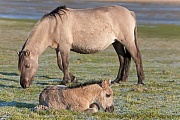 Konikfohlen ruht nahe der grasenden Stute - (Waldtarpan - Rueckzuechtung), Equus ferus caballus - Equus ferus ferus, Heck Horse foal rest near the grazing mare - (Tarpan - breed back)