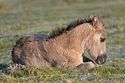 Konikfohlen ruht auf einer Salzgraswiese - (Waldtarpan - Rueckzuechtung), Equus ferus caballus - Equus ferus ferus, Heck Horse foal relaxed on a salt meadow - (Tarpan - breed back)