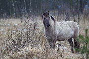Konikstute beobachtet Artgenossen - (Waldtarpan - Rueckzuechtung), Equus ferus caballus - Equus ferus ferus, Heck Horse mare observes conspecifics - (Tarpan - breed back)