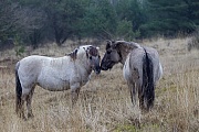 Sozialverhalten zwischen Konikstuten - (Waldtarpan - Rueckzuechtung), Equus ferus caballus - Equus ferus ferus, Social behaviour between Heck Horse mares - (Tarpan - breed back)