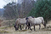 Konikstuten ueberqueren eine Inlandduene - (Waldtarpan - Rueckzuechtung), Equus ferus caballus - Equus ferus ferus, Heck Horse mares cross an inland dune - (Tarpan - breed back)