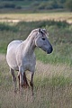 Konikstute beobachtet aufmerksam Artgenossen - (Waldtarpan - Rueckzuechtung), Equus ferus caballus - Equus ferus ferus, Heck Horse mare look intently to conspecifics - (Tarpan - breed back)