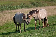 Sozialverhalten zwischen Konikhengsten - (Waldtarpan - Rueckzuechtung), Equus ferus caballus - Equus ferus ferus, Social behaviour between Heck Horse stallion - (Tarpan - breed back)