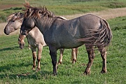 Konikhengste bei stÃ¼rmischen Wetter an der Nordseekueste - (Waldtarpan - Rueckzuechtung), Equus ferus caballus - Equus ferus ferus, Heck Horse stallions by stormy weather at the North Sea coast - (Tarpan - breed back)