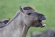 Portraet eines wiehernden Konikhengstes - (Waldtarpan - Rueckzuechtung), Equus ferus caballus, Portrait of a Heck Horse stallion during he neighs - (Tarpan - breed back)
