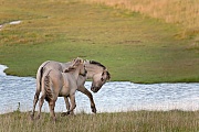 Konikfohlen bei einer spielerischen Auseinandersetzung - (Waldtarpan - Rueckzuechtung), Equus ferus caballus - Equus ferus ferus, Heck Horse foals have a playful conflict - (Tarpan - breed back)