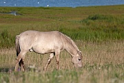 Konikhengst aest auf einer Salzgraswiese - (Waldtarpan - Rueckzuechtung), Equus ferus caballus - Equus ferus ferus, Heck Horse stallion graze on a salt meadow - (Tarpan - breed back)