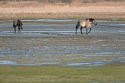 Konikstute und Fohlen ueberqueren eine Salzwiese - (Waldtarpan - Rueckzuechtung), Equus ferus caballus - Equus ferus ferus, Heck Horse mare and foal cross a salt meadow - (Tarpan - breed back)