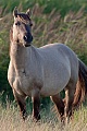 Konikhengst beobachtet aufmerksam einen anderen Hengst - (Waldtarpan - Rueckzuechtung), Equus ferus caballus - Equus ferus ferus, Heck Horse stallion observes alert another stallion - (Tarpan - breed back)