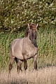 Konikhengst beobachtet aufmerksam einen anderen Hengst - (Waldtarpan - Rueckzuechtung), Equus ferus caballus - Equus ferus ferus, Heck Horse stallion observes alert another stallion - (Tarpan - breed back)