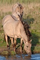 Konikstute und Fohlen an einer Wasserstelle - (Waldtarpan - Rueckzuechtung), Equus ferus caballus - Equus ferus ferus, Heck Horse mare and foal on a waterhole - (Tarpan - breed back)