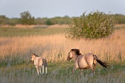 Konikstute und Fohlen fluechten ueber eine Wiese - (Waldtarpan - Rueckzuechtung), Equus ferus caballus - Equus ferus ferus, Heck Horse mare and foal run over a marshy meadow - (Tarpan - breed back)