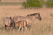 Konikstute und Fohlen ruhen in einem Schilfguertel - (Waldtarpan - Rueckzuechtung), Equus ferus caballus - Equus ferus ferus, Heck Horse mare and foals rest between reed belt - (Tarpan - breed back)