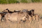 Konikstuten und Fohlen ruhen in einem Schilfguertel - (Waldtarpan - Rueckzuechtung), Equus ferus caballus - Equus ferus ferus, Heck Horse mares and foals rest between reed belt - (Tarpan - breed back)
