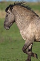 Konikhengst galoppiert ueber eine Sumpfwiese - (Waldtarpan - Rueckzuechtung), Equus ferus caballus, Heck Horse stallion gallops over a marshy meadow - (Tarpan - breed back)