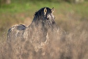Konikhengst beobachtet aufmerksam und gut getarnt einen anderen Hengst - (Waldtarpan - Rueckzuechtung), Equus ferus caballus, Heck Horse stallion look intently and well camouflaged to another stallion - (Tarpan - breed back)