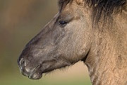 Seitenansicht eines Konikhengstes - (Waldtarpan - Rueckzuechtung), Equus ferus caballus, Profile from a Heck Horse stallion - (Tarpan - breed back)