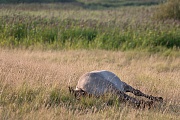 Konikhengst waelzt sich im Gras - (Waldtarpan - Rueckzuechtung), Equus ferus caballus - Equus ferus ferus, Heck Horse stallion wallows in grass - (Tarpan - breed back)