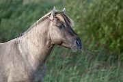 Konikhengst beobachtet aufmerksam andere Hengste - (Waldtarpan - Rueckzuechtung), Equus ferus caballus - Equus ferus ferus, Heck Horse stallion observes alert other stallions - (Tarpan - breed back)
