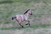 Konikfohlen galoppiert ueber eine Salzgraswiese - (Waldtarpan - Rueckzuechtung), Equus ferus caballus, Heck Horse foal gallops over a salt meadow - (Tarpan - breed back)