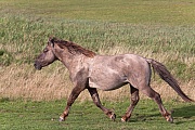Konikhengst galoppiert ueber eine Salzgraswiese - (Waldtarpan - Rueckzuechtung), Equus ferus caballus, Heck Horse stallion gallops over a salt meadow - (Tarpan - breed back)