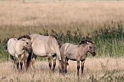 Konikfohlen und Stute am Rand eines Schilfguertels - (Waldtarpan - Rueckzuechtung), Equus ferus caballus - Equus ferus ferus, Heck Horse foals and mare at the border of a reed belt - (Tarpan - breed back)