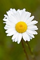 Magerwiesen-Margerite ist in ganz Europa verbreitet - (Wiesen-Wucherblume), Leucanthemum vulgare - (Chrysanthemum leucanthemum), Oxeye Daisy is a typical grassland wildflower - (Common Daisy)