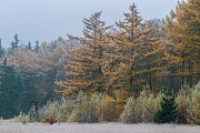 Laerchenwald mit Hochsitz im Herbst am Rande eines Moores, Christhinental  -  Schleswig-Holstein, Larch forest with deerstand in autumn