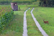 Ricke aest vor einem Maisfeld und einem Hochsitz  -  (Reh - Foto Europaeisches Reh), Capreolus capreolus, Roe Deer in front of a maize field and deerstand  -  (European Roe Deer - Photo Western Roe Deer)