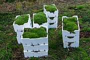 Kommerzielles sammeln von Moos fuer die Floristik, Midtjylland  -  Daenemark, Commercial collecting of moss for the floristy