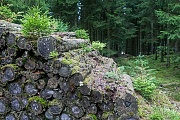 Vergessener Holzstapel wird von der Natur zurueck erobert, Midtjylland  -  Daenemark, Forgotten wood pile back-to-nature