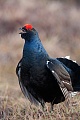 Black Grouse, the cock has an average weight of 0,82 to 1,75 kg  -  (Blackgame - Photo Black Grouse cock displaying)
